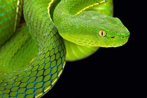 Discover Green Tree Viper Bite - Animals Around The Globe