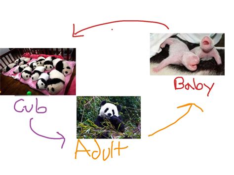 Red Panda Life Cycle Diagram