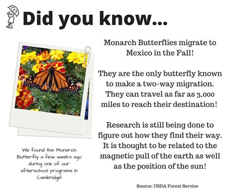 Facts About The Monarch Butterfly Migration In Mexico | blue monarch ...