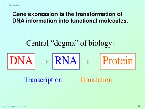 PPT - Nucleic Acids PowerPoint Presentation, free download - ID:3695836