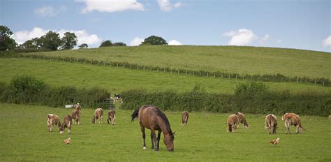 Rural England by Dageldog