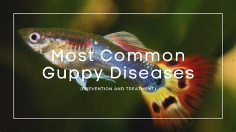 15 Most Common Guppy Diseases, Parasites, and Treatment | AquariumFish City