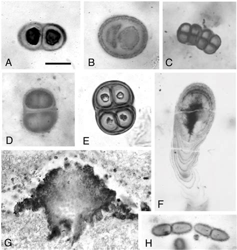 2 Proterozoic fossils interpreted as Group I cyanobacteria, with a ...