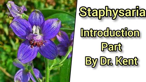 Staphysagria - Introduction By Dr. Kent - YouTube