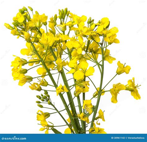 Rapeseed plant stock photo. Image of colorful, isolated - 30961142