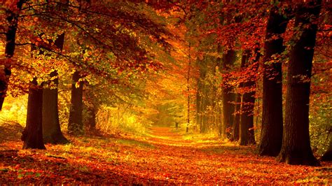 Autumn Path Red Walk Foliage Fall Trees | Autumn trees, Nature tree ...