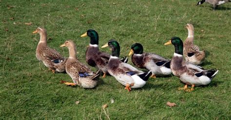 The 10 Largest Ducks In The World - IMP WORLD