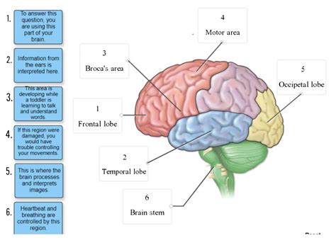 [Solved] Label the functions of the brain regions. Information from the ...