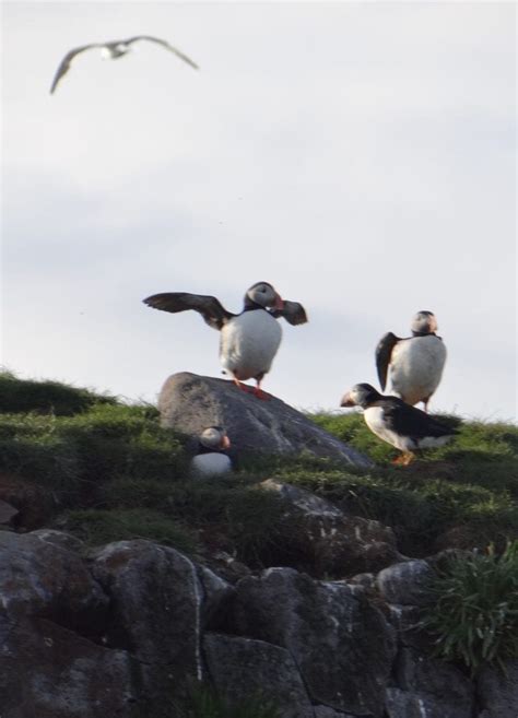 Puffin Tour | Reykjavik Attractions