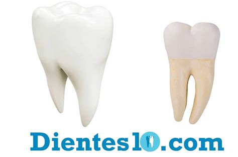 Dientes Premolares: Función y Anatomía este【2020】