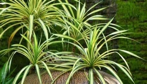 11 Varieties Of Chlorophytum Plants (Spider Plants) | UrbanOrganicYield.com