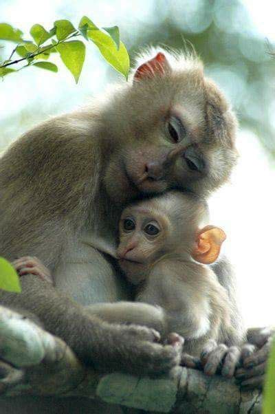 baby monkey and mother : r/aww