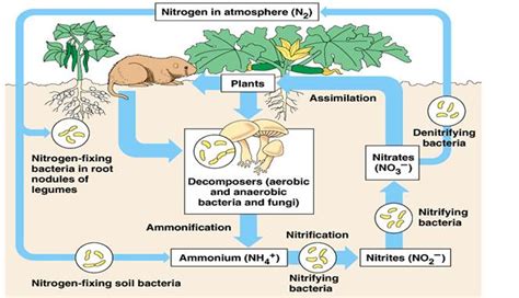 NITROGEN-FIXING PLANTS | IAS GYAN