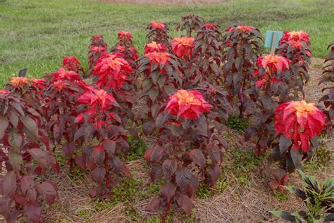 Amaranthus tricolor (Amarante Douteuse, Calaloo, Callaloo, Chinese ...