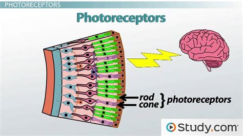 How Receptors of the Eye Conduct Information via the Optic Nerve ...