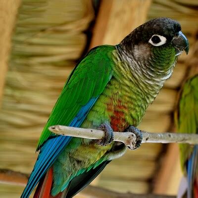 Green-cheeked Parakeet (Pyrrhura molinae) :: BirdWeather