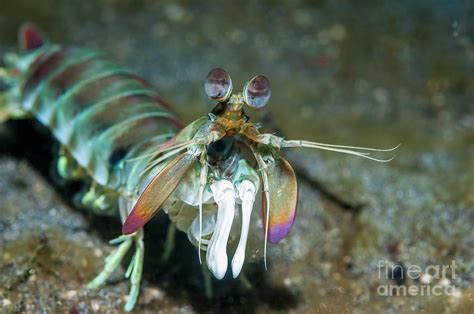 Pink-eared Mantis Shrimp Photograph by Georgette Douwma/science Photo Library - Pixels