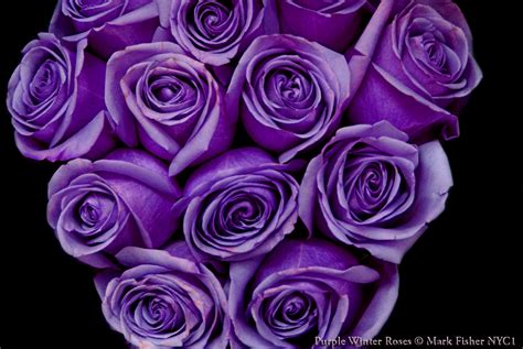 Purple Winter Roses Flowers Design Wallpaper | Purple Background Wallpapers