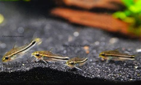 Corydoras pygmaeus - Tropical Freshwater Fish For Sale Online