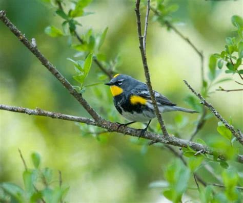 38 Backyard Birds in Minnesota - Birdwatching Central