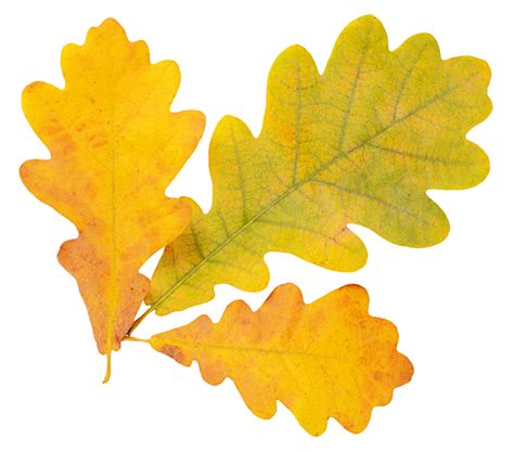 Free photo: Oak leaf - Autumn, Leaf, Lonely - Free Download - Jooinn
