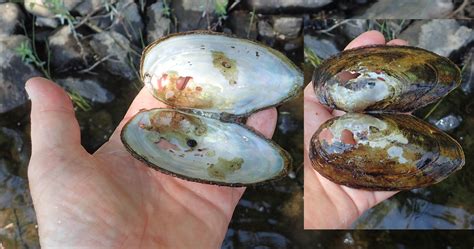 A species to watch: freshwater mussel | Sandy Lake & Environs (Bedford, Nova Scotia)