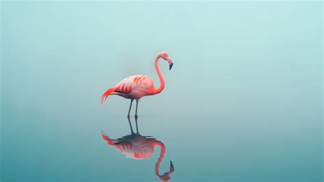 Flamingo beach - jordchris