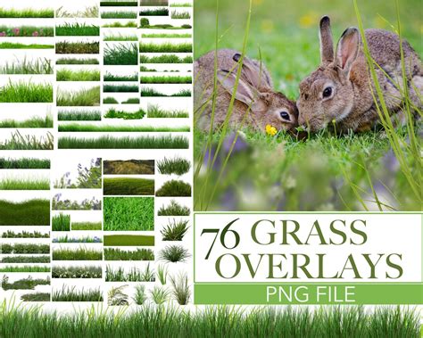 Grass Photo Overlays, Glade Photoshop Overlays, Grass Png, Foreground Elements, Photoshop ...