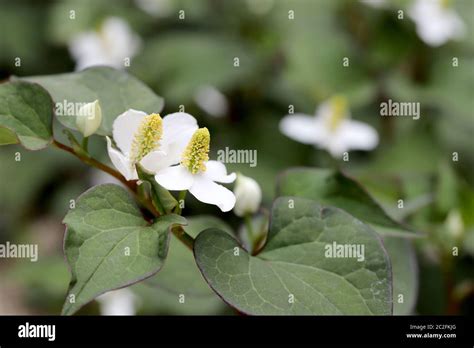 white flower of a houttuynia cordate plant Stock Photo - Alamy