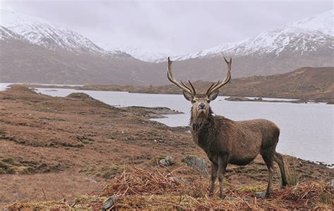 In praise of the Scottish red deer - Shooting UK