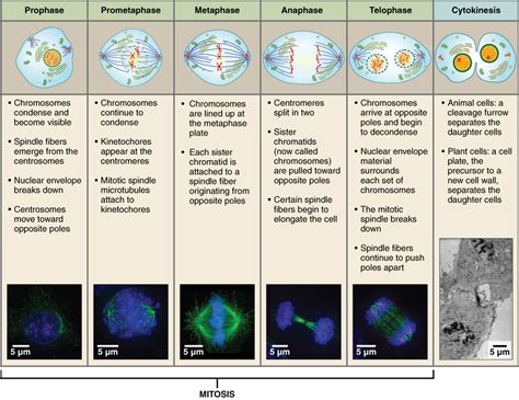 Cell Growth and Division · Anatomy and Physiology