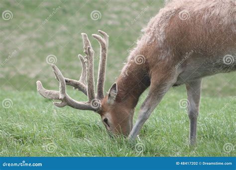 Reindeer Grazing Stock Photo - Image: 48417202