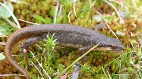 Palmate newt | Cornwall Wildlife Trust