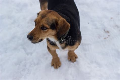 Cute funny dog at snow stock photo. Image of agricultural - 138945974