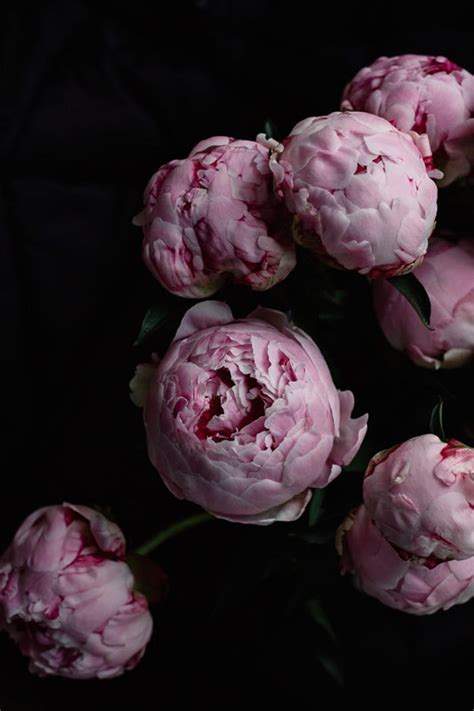 Still Life Photography - Bouquet Deep Pink Peony Flowers Dark Dramatic Black Deep Color Romantic ...