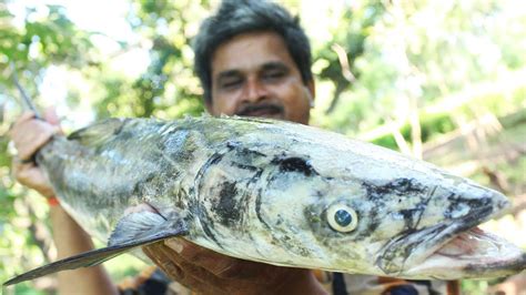 Delicious Murrel Fish curry || Snakehead Fish Recipe || Koramenu Fish Curry || Myna Street Food ...