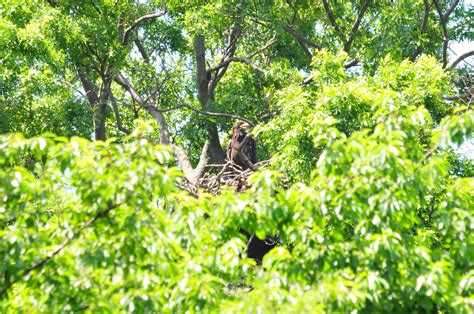 Wildlife photography: The Conclusion of the Bald Eagle Nesting season ...