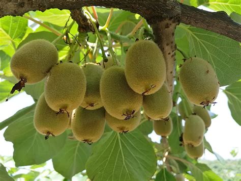 Amazon.com : Fruit Seeds for Planting (1000+ Kiwi Fruit Seeds) : Patio ...