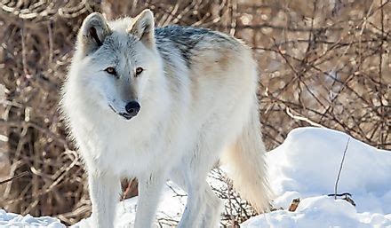 Dire Wolf Facts: Extinct Animals of the World - WorldAtlas