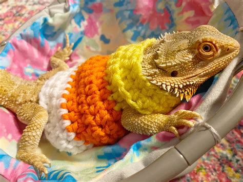 Cute Bearded Dragon Costumes