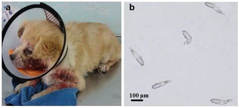 (a) Infected dog with demodicidosis, and (b) adult Demodex canis mites ...