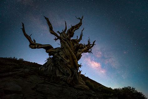 Ancient Nights | Ancient Bristlecone Pine Forest,White Mountians,California