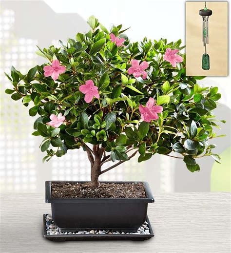 Azalea Bonsai | 1800Flowers.com