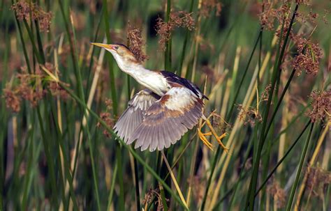 Least Bittern in Flight Photograph by Tam Ryan | Fine Art America