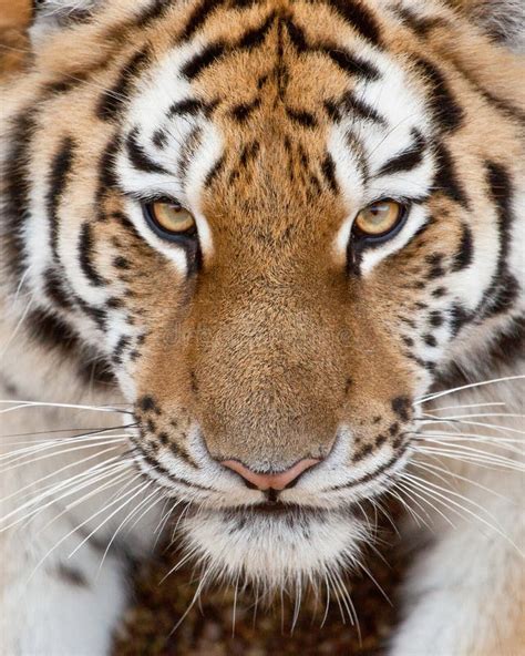 Tiger Face stock image. Image of feline, wild, close - 39136391