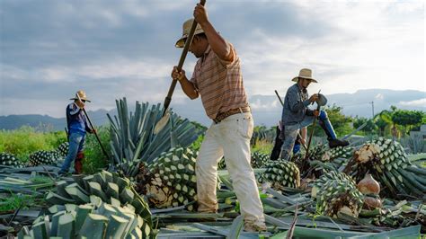 5 Types of Tequila and How They’re Made | Bon Appétit