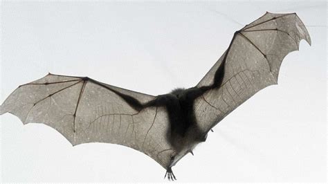 bat wings - Google Search | Halloween | Pinterest | Bat wings, Search and Bats