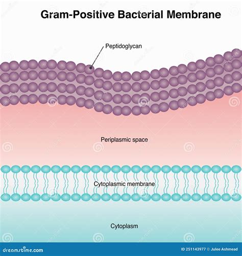 Structure Of Gram-positive Bacteria Cell Wall Royalty-Free Illustration | CartoonDealer.com ...