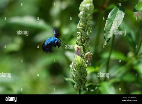 Blue carpenter bee Stock Photo - Alamy