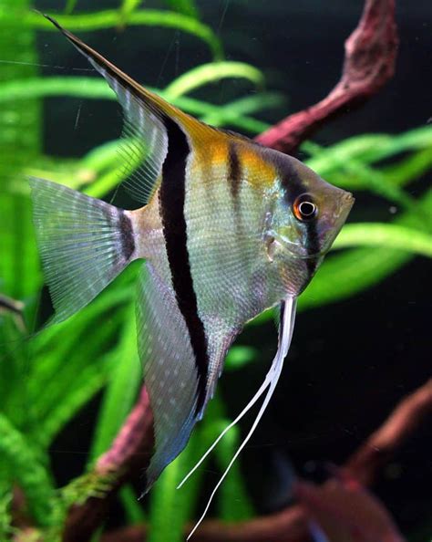 Angelfish Care & Info For Aquarium Lovers - Aquariadise